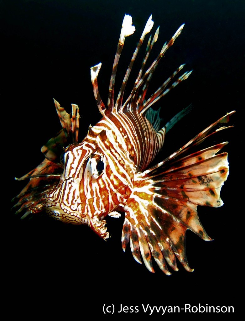 The Lionfish Dilemma