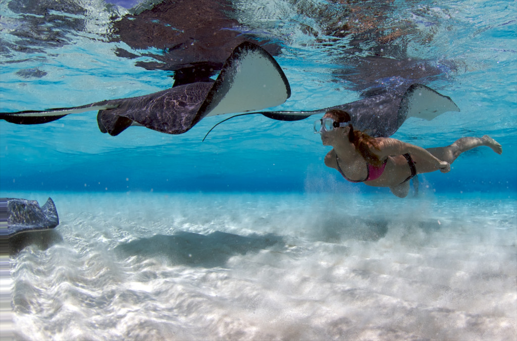 Snorkeler meets a curious and friendly stingray at the Sandbar in Grand Cayman. Photo by Steve Broadbelt, Ocean Frontiers.