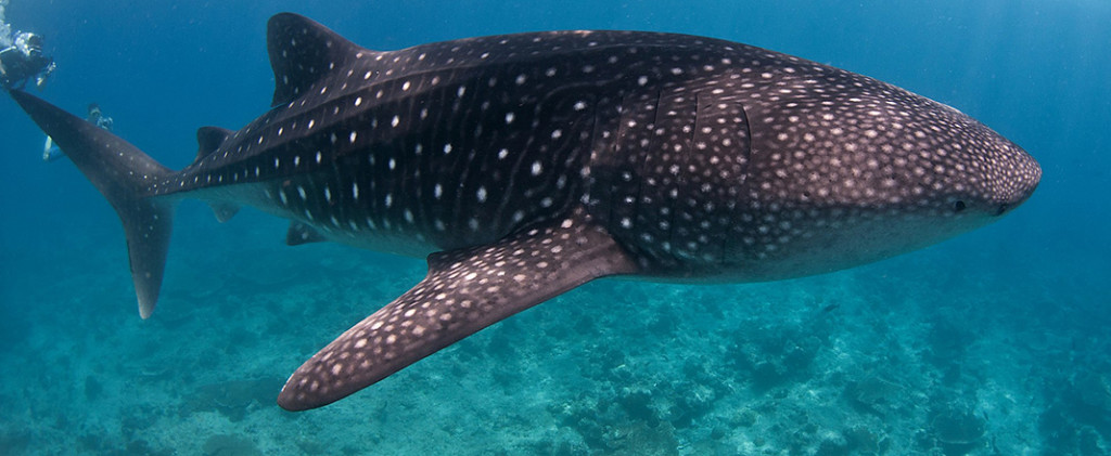 ASC_3360 Whale shark Maamigili Outside, South Ari Atol crop (Large)