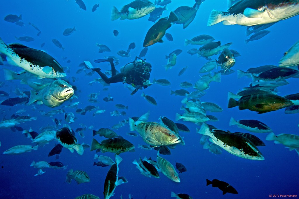 A marine scientist doing field work at the Nassau Grouper aggregation in the waters off Little Cayman. Photo courtesy the Grouper Moon Project