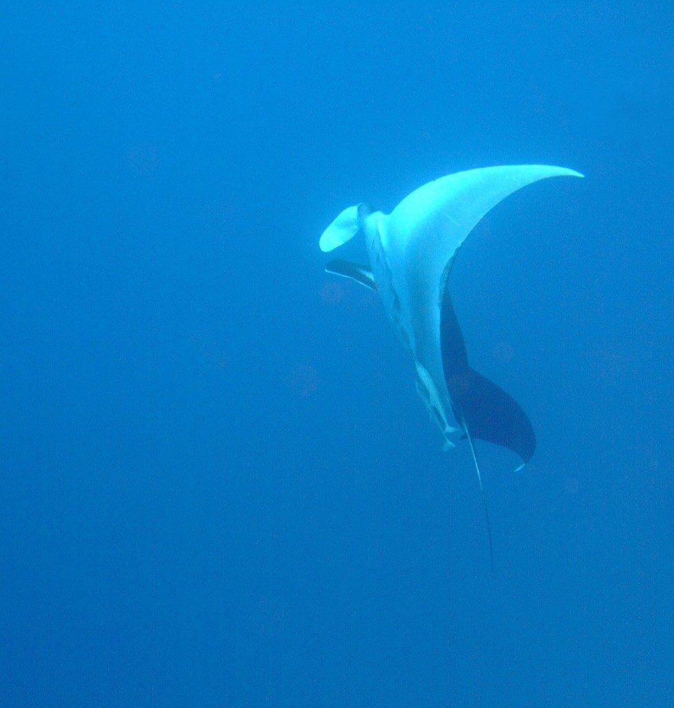 manta-wray-0608-vertical-vhr-(Large)RS