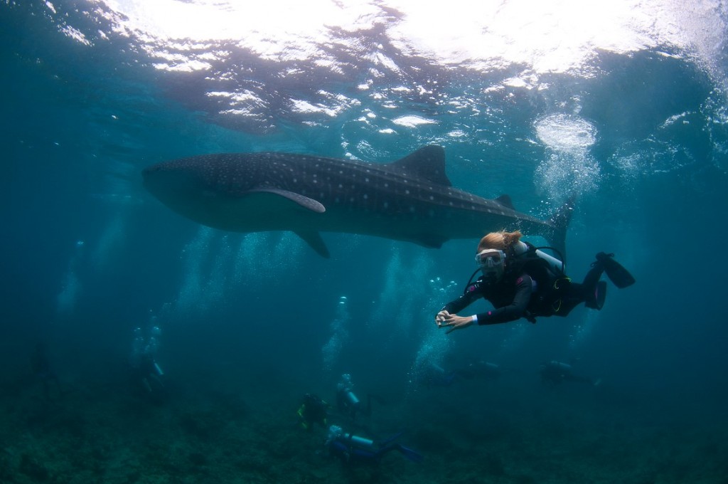 DSC_2719 Diving with a whale shark Maamigili Outside, South Ari Atoll (Medium)