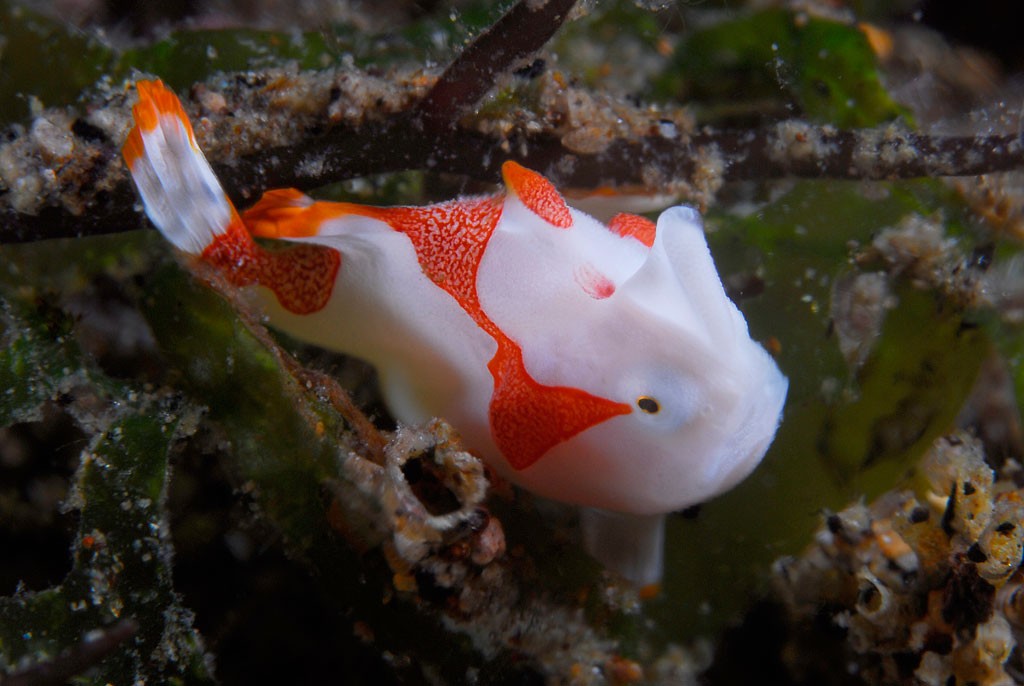 Painted-Frogfish