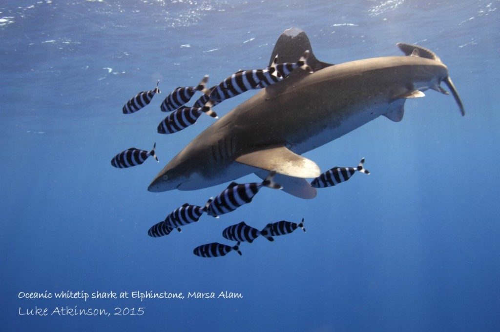 Oceanic whitetip shark at Elphinstone, Marsa Alam HR copyright_description (Medium)