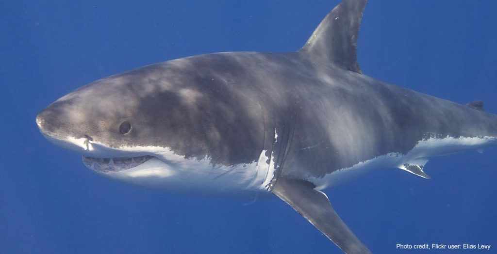 canadian-great-white-sharks