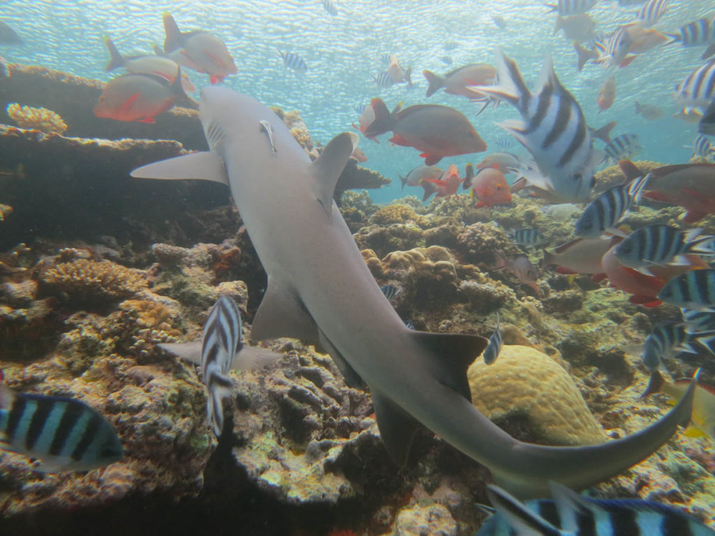 kiribati-shark-sanctuary