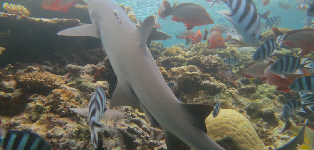 Kiribati creates large shark sanctuary - The Scuba News