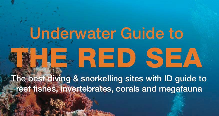 Doctor Fish  Red Sea Eilat Guide