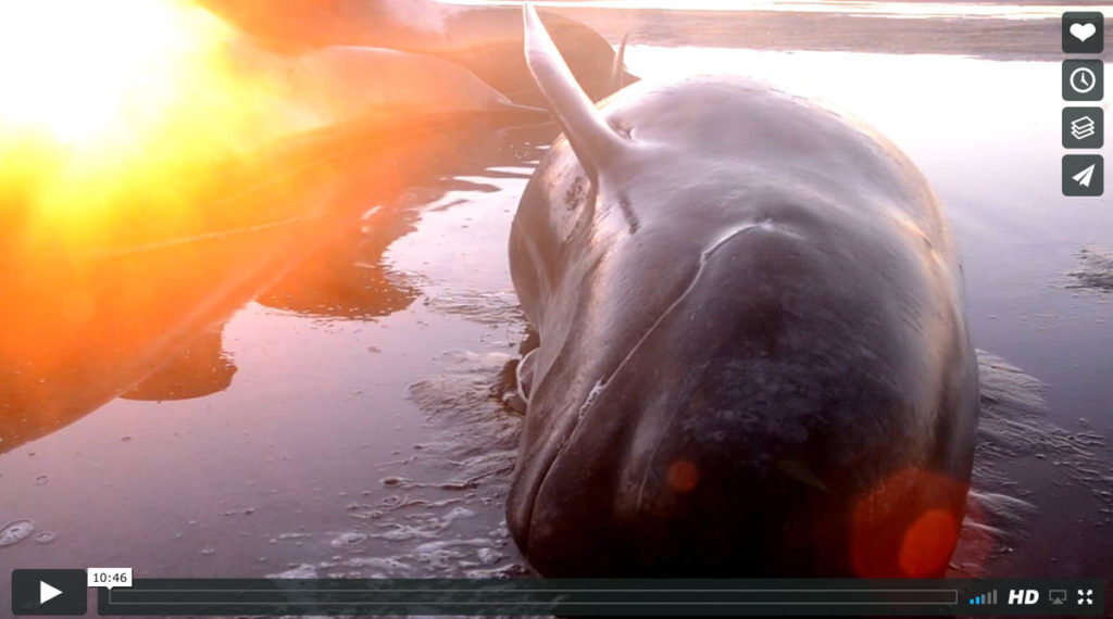 Whale Stranding Video