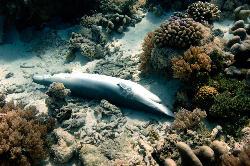 Finned Shark