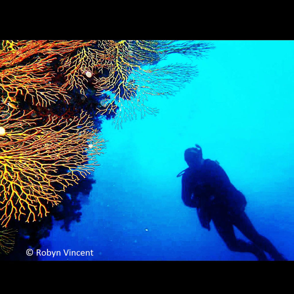 Coral Diving