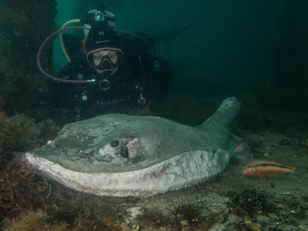 Deceased Smooth Ray at Rye Pier