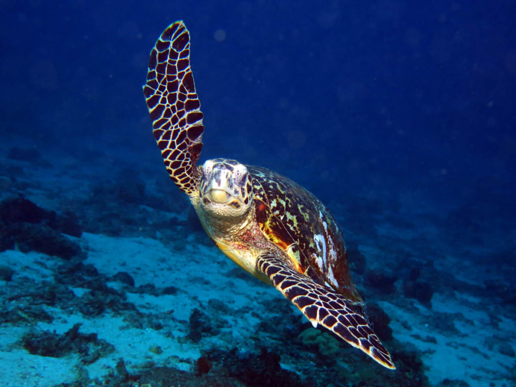 diving-comoros