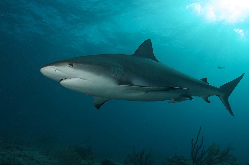 Caribbean Reef Shark