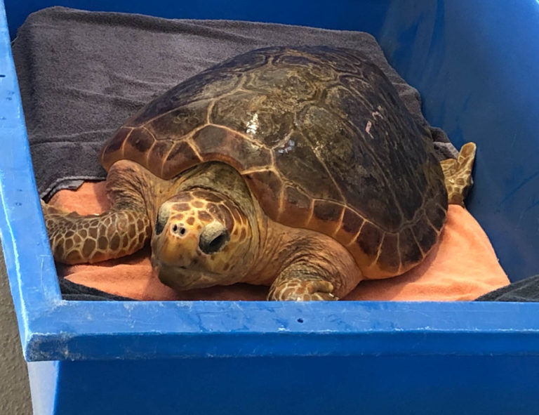 Two Endangered Loggerhead Sea Turtles Released Back to the Wild