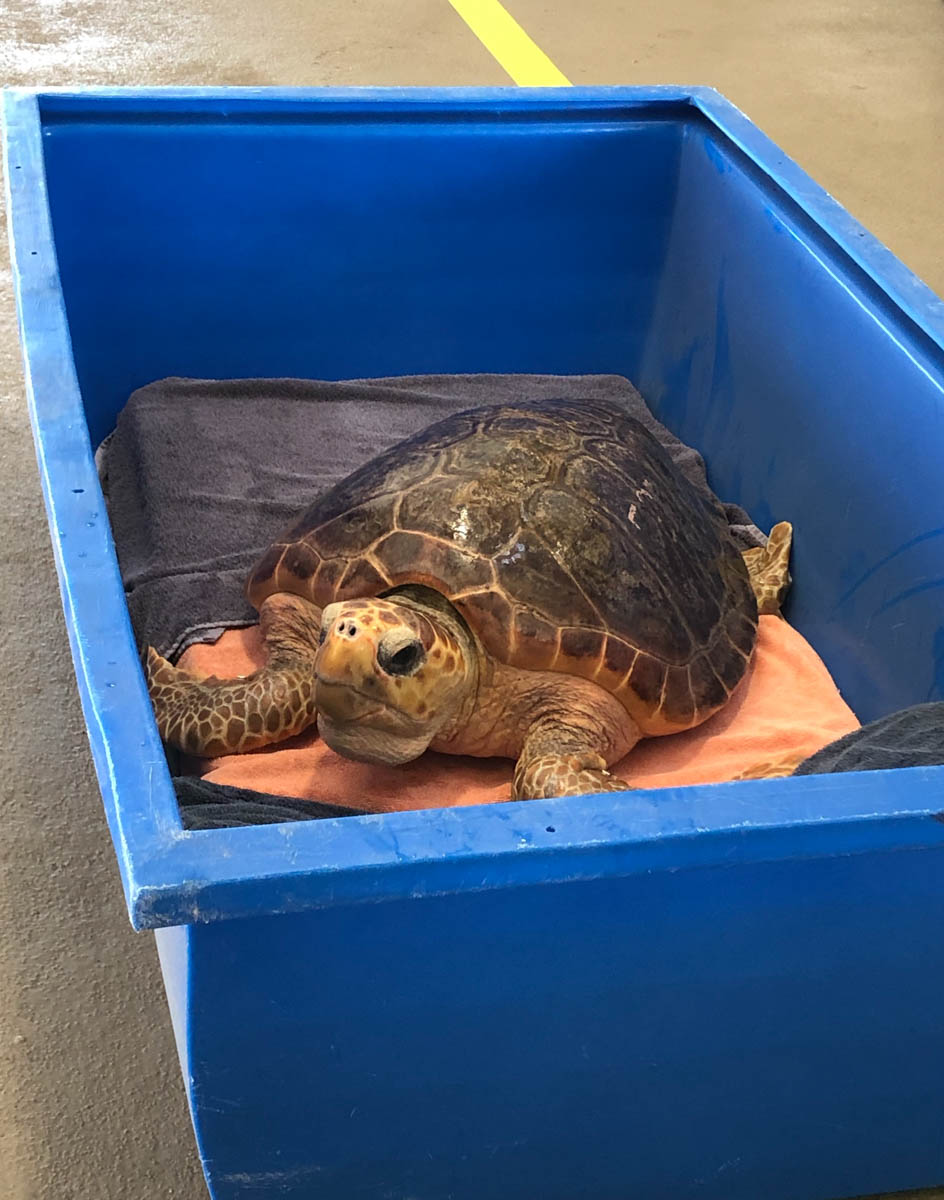 Two Endangered Loggerhead Sea Turtles Released Back to the Wild