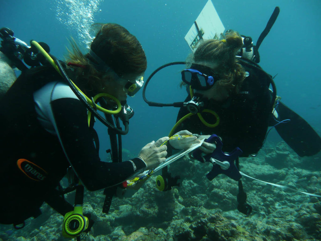 Coral Bleaching Study in the Maldives