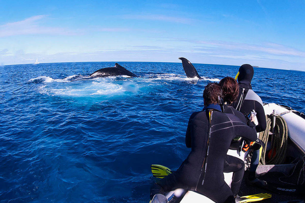 Humpback Whales in Tonga