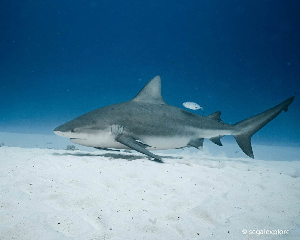 Bull Sharks