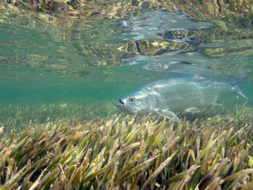 Cuban Marine Parks during Pandemic