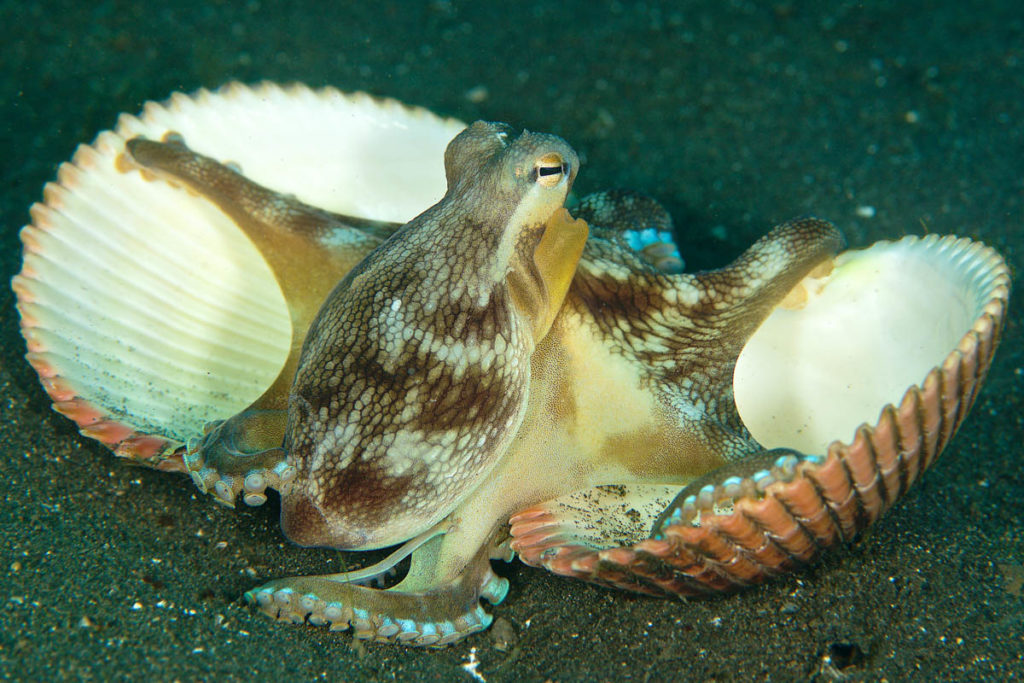 Coconut Octopus