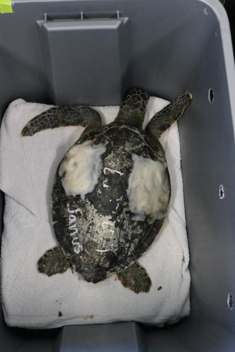 Florida Aquarium Rallies For Endangered Sea Turtles - The Scuba News