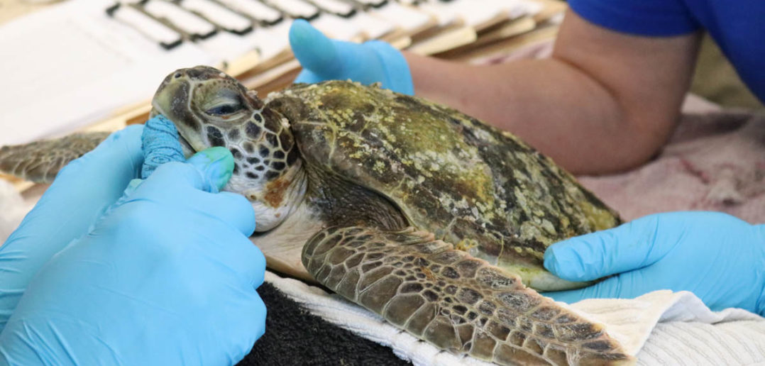 Florida Aquarium Rallies For Endangered Sea Turtles - The Scuba News