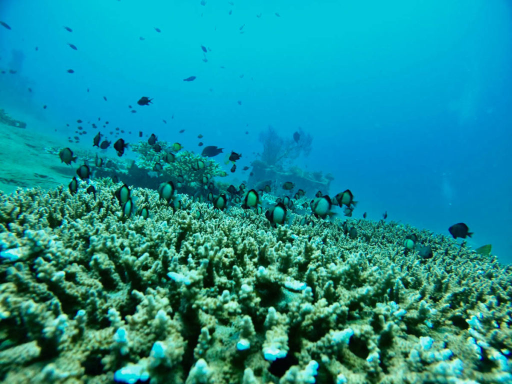 Coral Reef Restoration