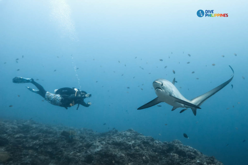 A diver swims with a thresher shark at Monad Shoal