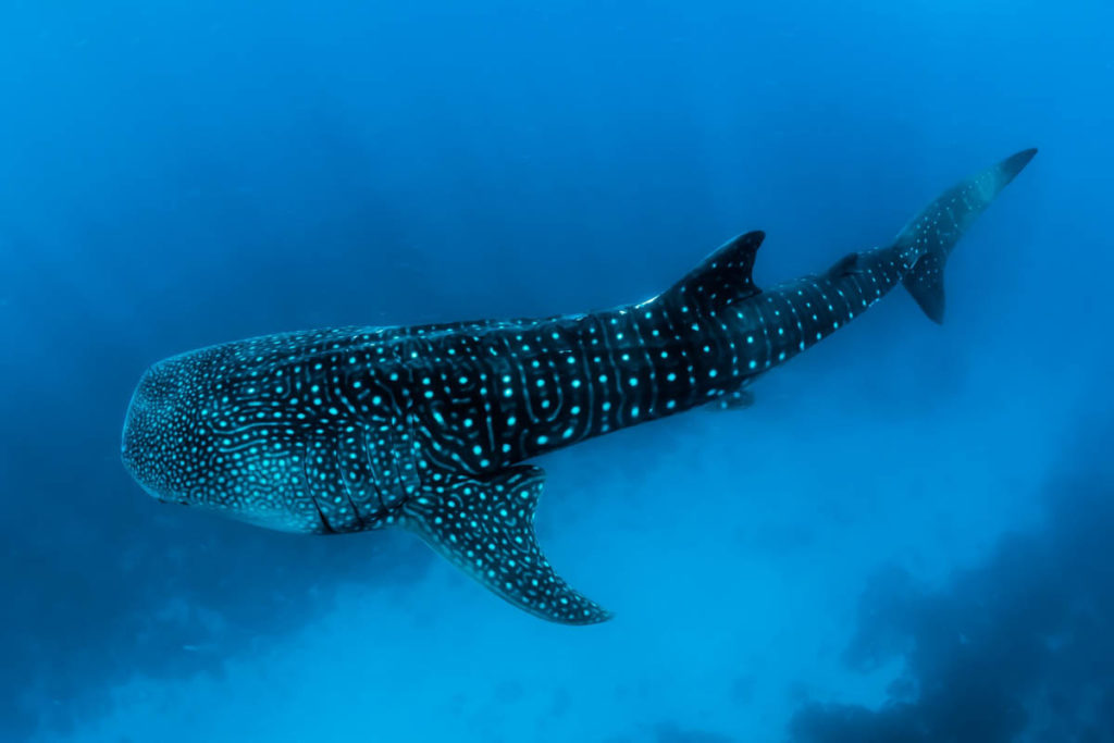 Whale Sharks