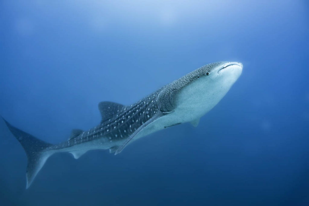 Whale Sharks