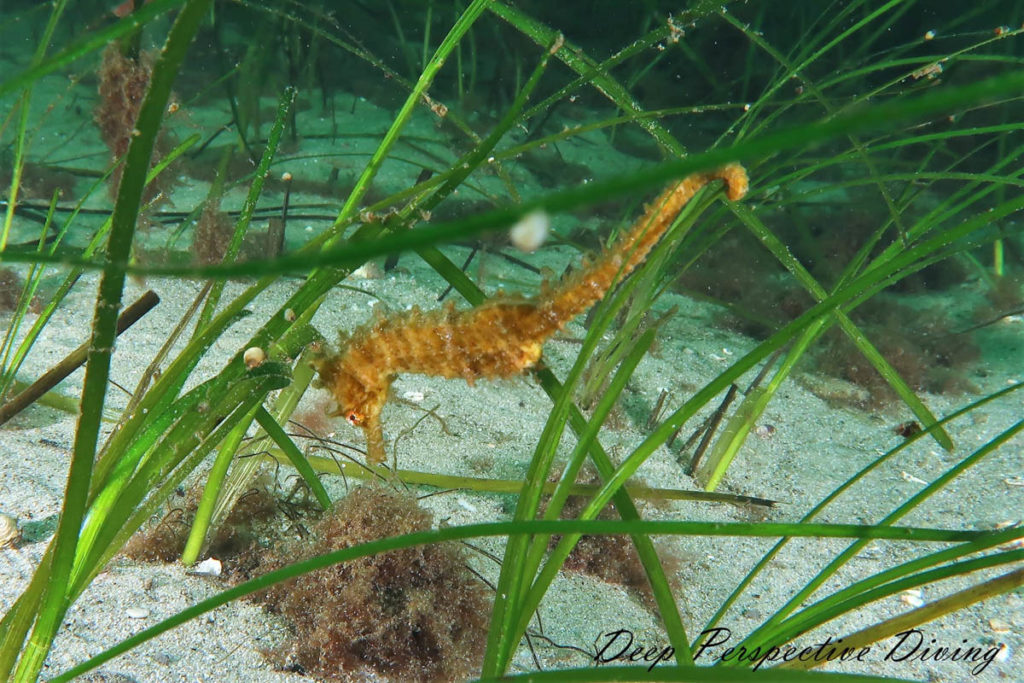 Nova Scotia Sea Horse