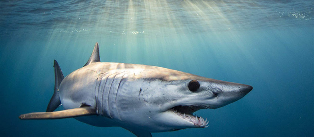 Mako Sharks