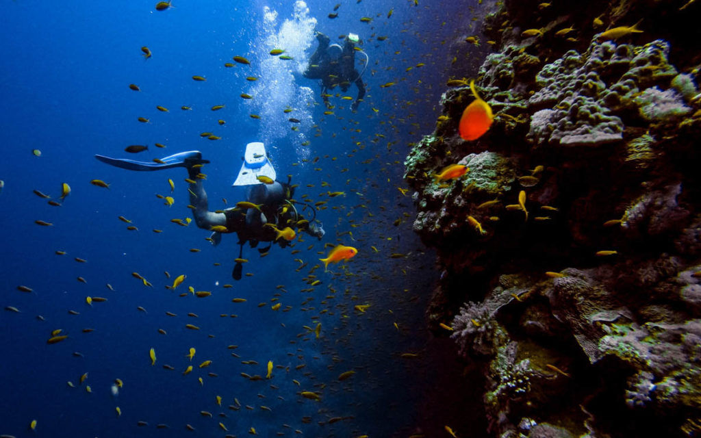 Diver Underwater