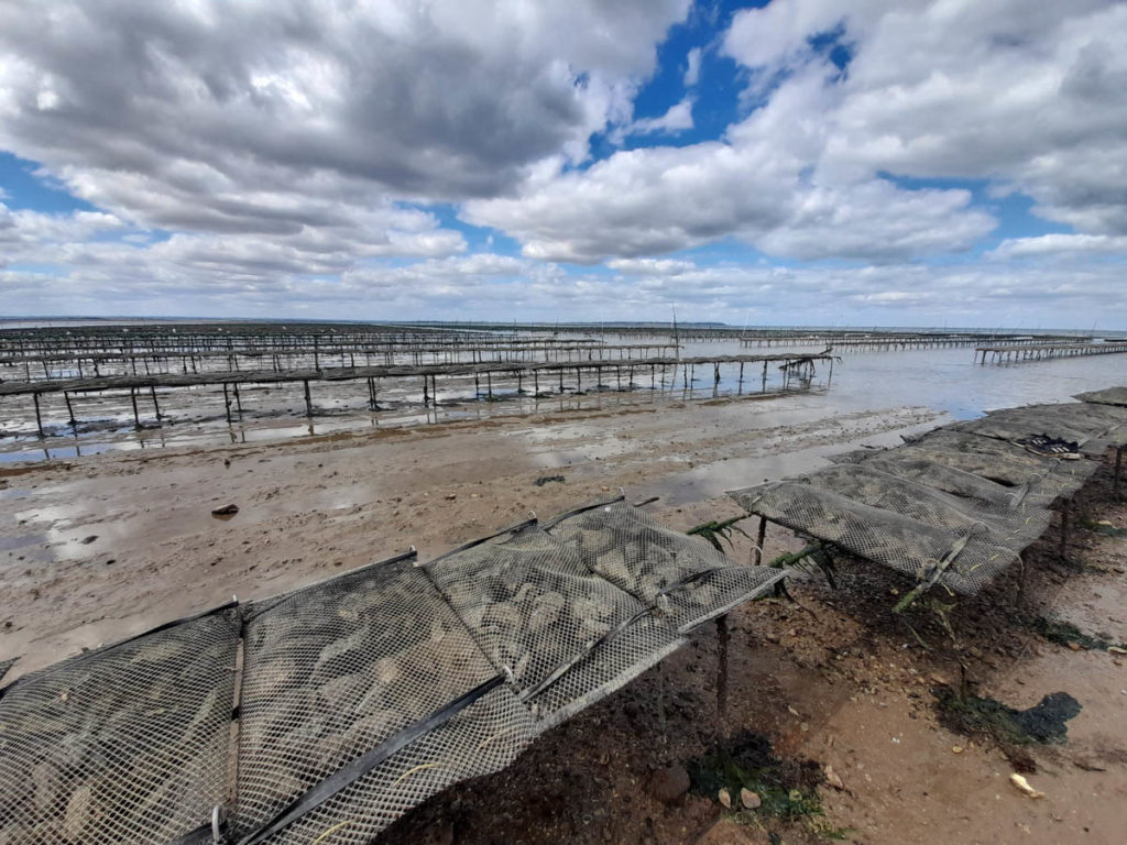 Oysters Whistable Bay