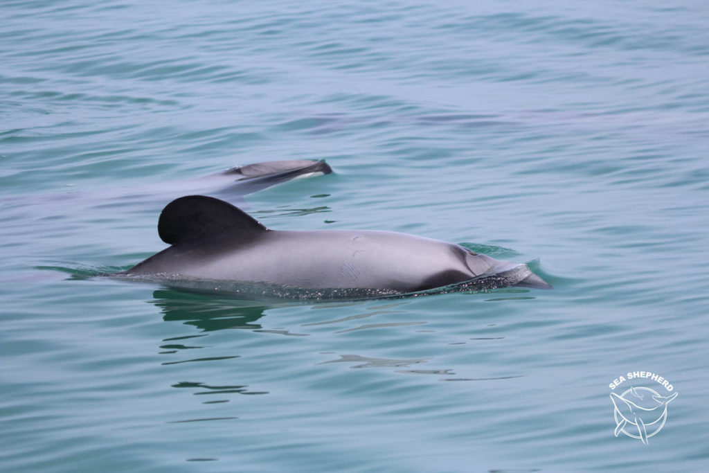 Sea Shepherd Māui Dolphins