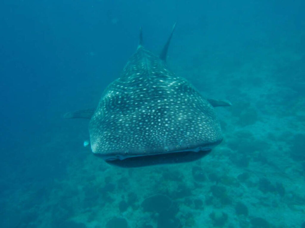 Charlotte Hesterman Whale Sharks