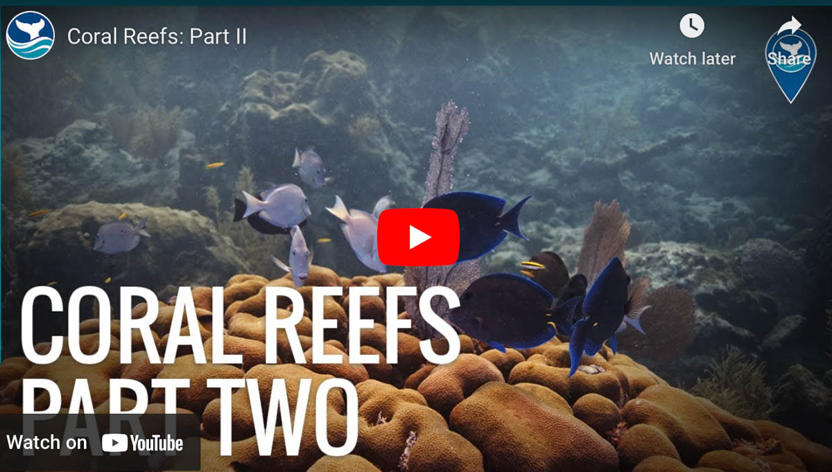 Coral Reefs: Part II - The Scuba News