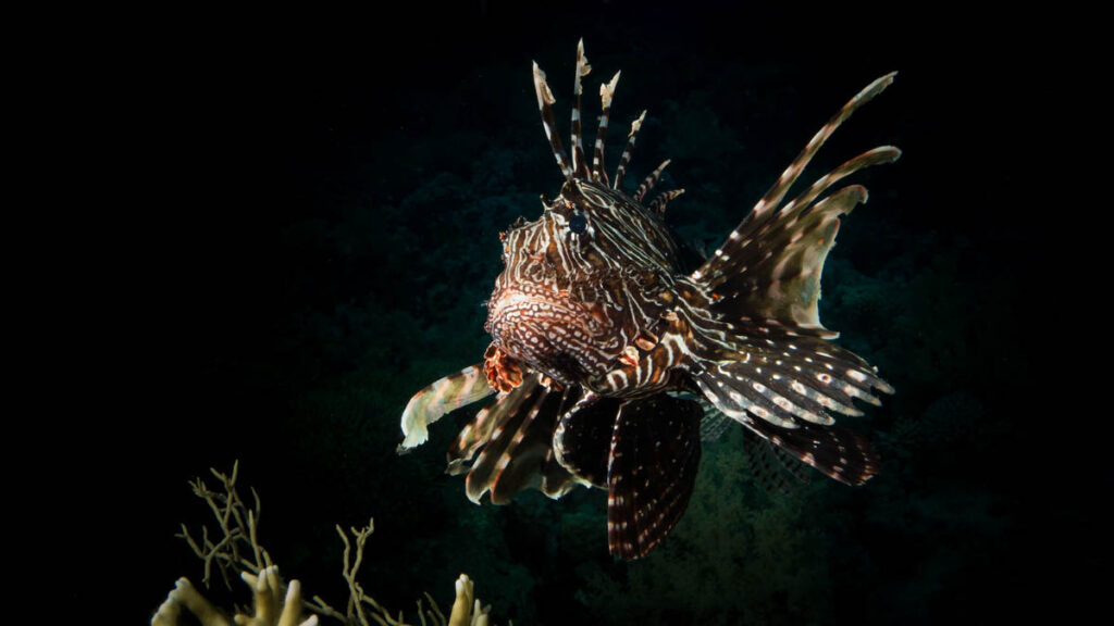 Lionfish Red Sea