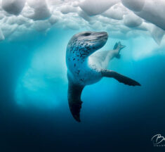 Learn More About The Diving Talks Underwater Photography Collection