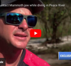 Diver Finds Intact Mammoth Jaw in Peace River, Florida