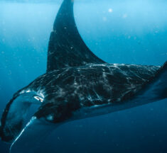 Make a Splash: The Manta Trust Seeks Ocean Ambassadors