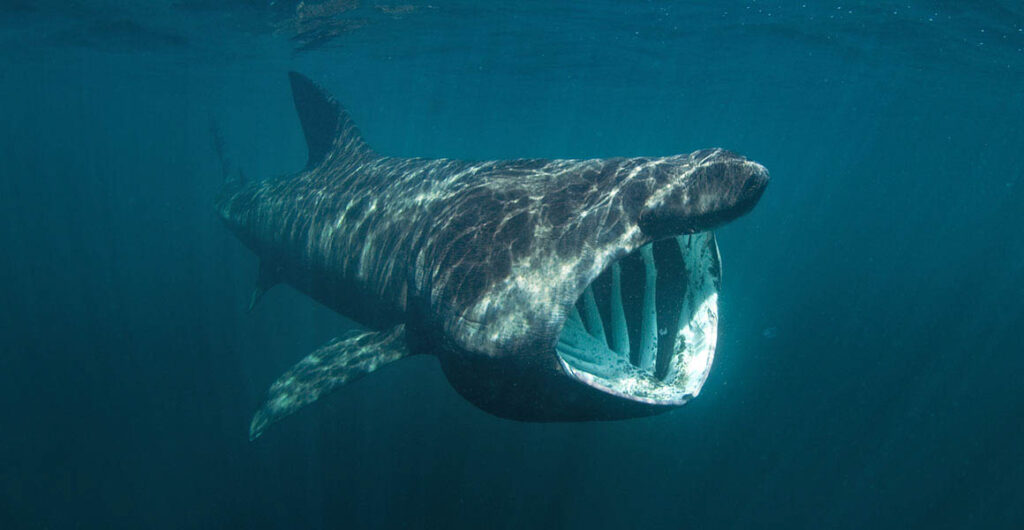 Basking Shark