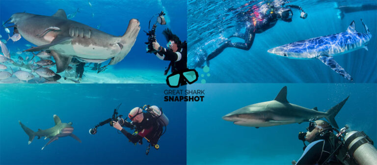 Great Shark Snapshot