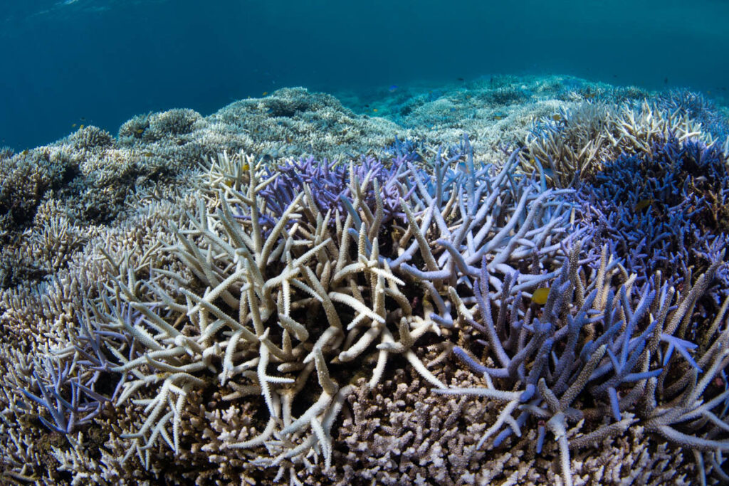 Coral Bleaching