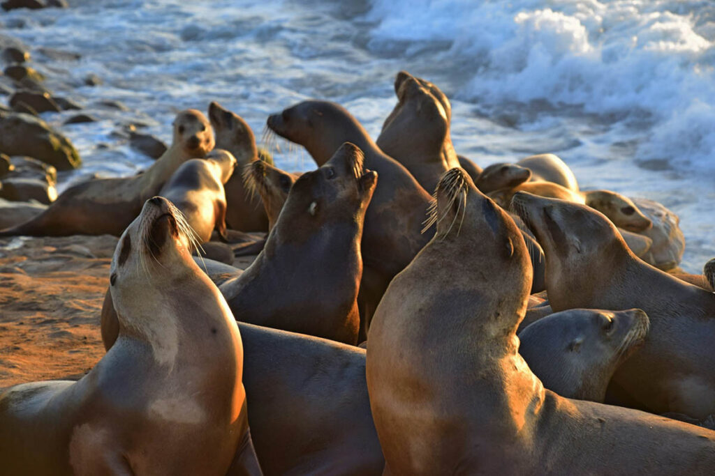 La Jolla, San Diego, United States