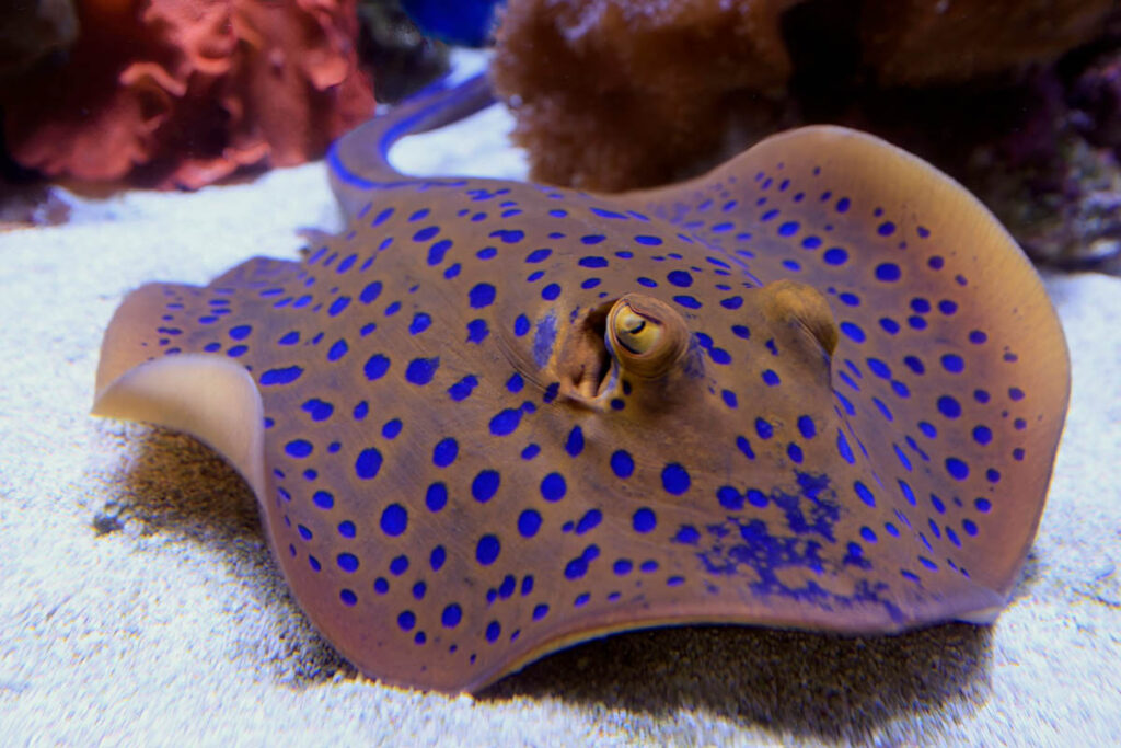 Blue Spotted Ray