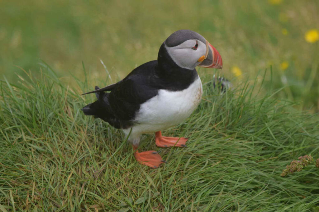 Clive West, Iceland