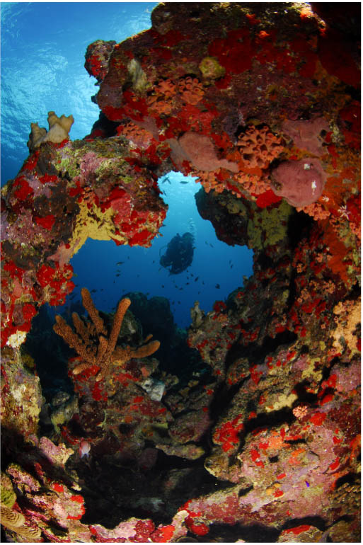 Dive Curacao