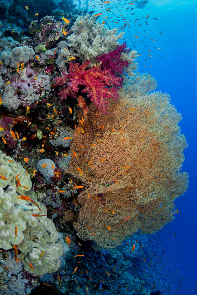 Elphinstone Reef, Red Sea, Egypt